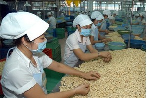 Workers process cashew nuts for export in Binh Phuoc Province. (Photo: SGGP)