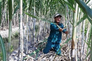 Farmers grow sugarcane in Hau Giang Province. (Photo: SGGP)