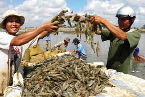 Mekong Delta farmers enjoy a bumper crop of shrimps. (Photo: SGGP)
