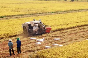 Agricultural sector improves value of Vietnamese rice