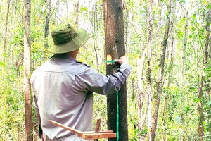 Quy Nhon Forestry Company strives to grow big wood forest plantations. (Photo: SGGP)