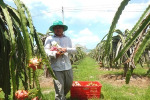 Despite the high price increase, dragon fruit growers in Binh Thuan Province feel concerned. (Photo: SGGP) 