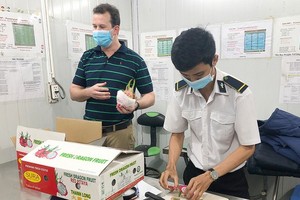 Fresh fruits are checked for residues of plant protection drugs and traced their origin before being exported. (Photo: SGGP)