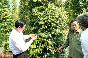 Participating in cooperatives and producing according to the VietGAP standards for export are the direction for sustainable development of pepper plants. (Photo: SGGP)