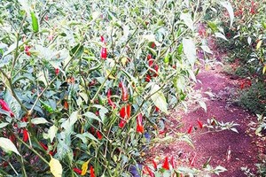 Chili price sinks heavily, farmers forsake harvesting