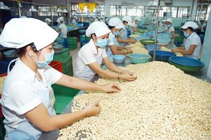 Vietnamese cashew industry sees trade deficit for the first time
