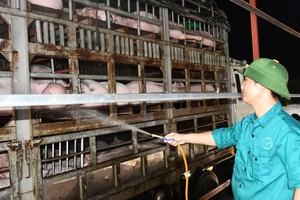 Vietnam urgently suspends import of live pigs from Thailand because of ASF