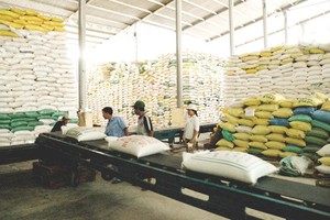 Export prices of rice fall, causing anxiety to many enterprises