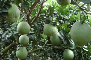 Green-skinned pomelo growers in Mekong Delta still earn profits