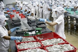 Squid exports to China continue to surge