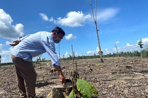La Nga protection forest severely deforested