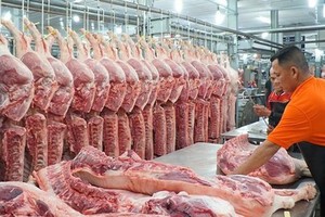 Pork prices drop as output increases