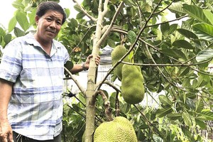 Farmers in Cho Lach District earn high income from sapling production