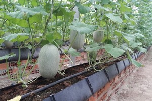 Tay Ninh Province develops high-tech agriculture for export