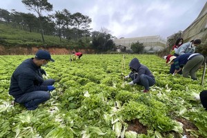 Zero-dong vegetables massively flock to HCMC from Da Lat
