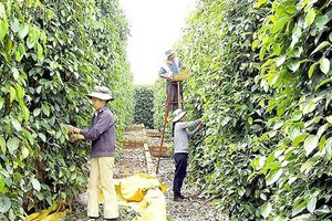 Vietnam at risk of losing pepper export markets due to high freight costs