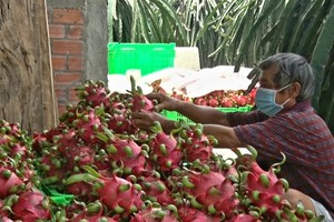 Long An Province facilitates consumption of 15,000 tons of dragon fruits