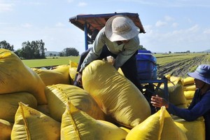 SBV requests banks to ensure capital for temporary stockpiling of paddy