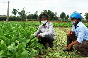 Central farmers make efforts to maintain cultivation during Covid-19 pandemic
