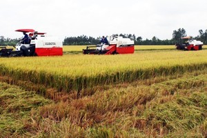 Export prices of rice climb