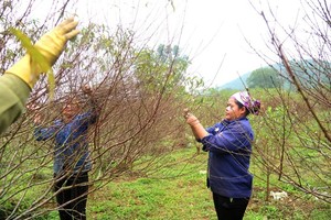 Provinces enter peak period of flower, ornamental plant caring for Tet market