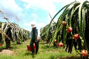 Dragon fruit growers empty-handed as prices nose-dive to around VND1,000 per kg