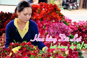 Hoa hồng Đà Lạt hút hàng dịp 8-3, giá cao hơn cả đợt Valentine