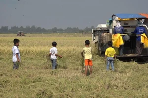 Nguy hiểm khi trẻ em chạy theo máy gặt đập liên hợp bắt chuột