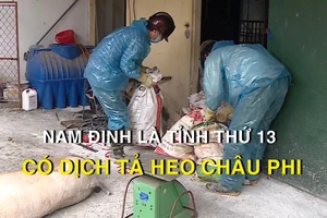  Nam Định là tỉnh thứ 13 có dịch tả heo châu Phi