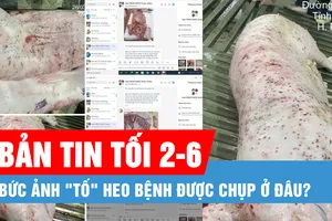 Bản tin tối 2-6: Thực hư bức ảnh "tố" CP bán heo bệnh | Khuyến cáo khi làm việc dưới trời nắng