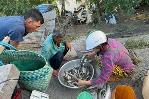 Podcast bản tin tối 16-8: Nông dân miền Tây đón lộc vàng mùa nước nổi