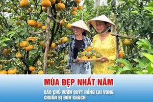 Podcast bản tin 17 giờ 19-12: Quýt hồng Lai Vung vào mùa đẹp nhất năm, các chủ vườn chuẩn bị đón khách