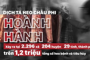 Dịch tả heo châu Phi hoành hành