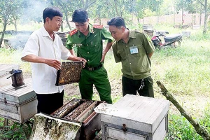 Anh Vũ Ngọc Cường với đàn ong của mình