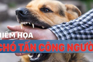 Hiểm họa chó tấn công người