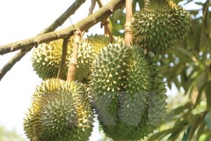 Durians are among fruit specialties of Soc Trang province (Photo: VNA)
