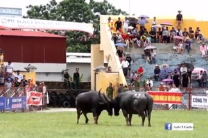 Do Son Buffalo Fighting Festival
