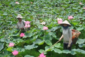 Dong Thap Lotus Festival opens