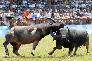 Do Son Buffalo Fighting Festival