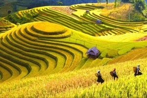 Terraced rice fields in the mystical mountain town of Sa Pa. (Source: VNA)