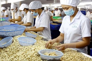 The 9th Vinacas Golden Cashew Rendezvous will be held from November 13-15 in Phu Quoc island of southern Kien Giang province (Photo: VNA)