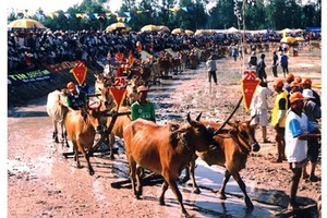 Cow Racing Festival in An Giang