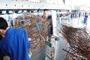 Vietnam Airlines transports apricot, peach blossoms for Tet holidays