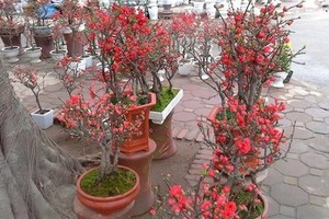 Red apricot blossom from Taiwan (File photo)