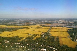 Rice fields in ​Thot Not district in the Mekong Delta province of ​Can Tho (Photo: VNA)