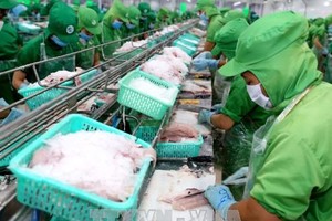 Vietnam’s frozen tra fish fillets will be subject to antidumping duties of 2.39 – 7.74 USD per kilogramme from the United States. (Photo: VNA)