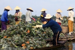 People harvest pineapple in Hau Giang province (Photo: VNA)