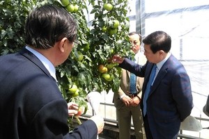 Chairman of the municipal People’s Committee Nguyen Thanh Phong visits an agricultural experimental station in Aichi.  (Photo: Sggp)
