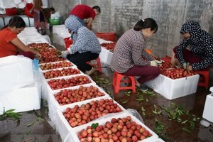 Bac Giang lychees (Photo: VNA)