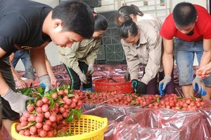 Gardeners in Luc Ngan district, northern Bac Giang province,  enjoy a harvest of lychees. (Photo: Sggp)